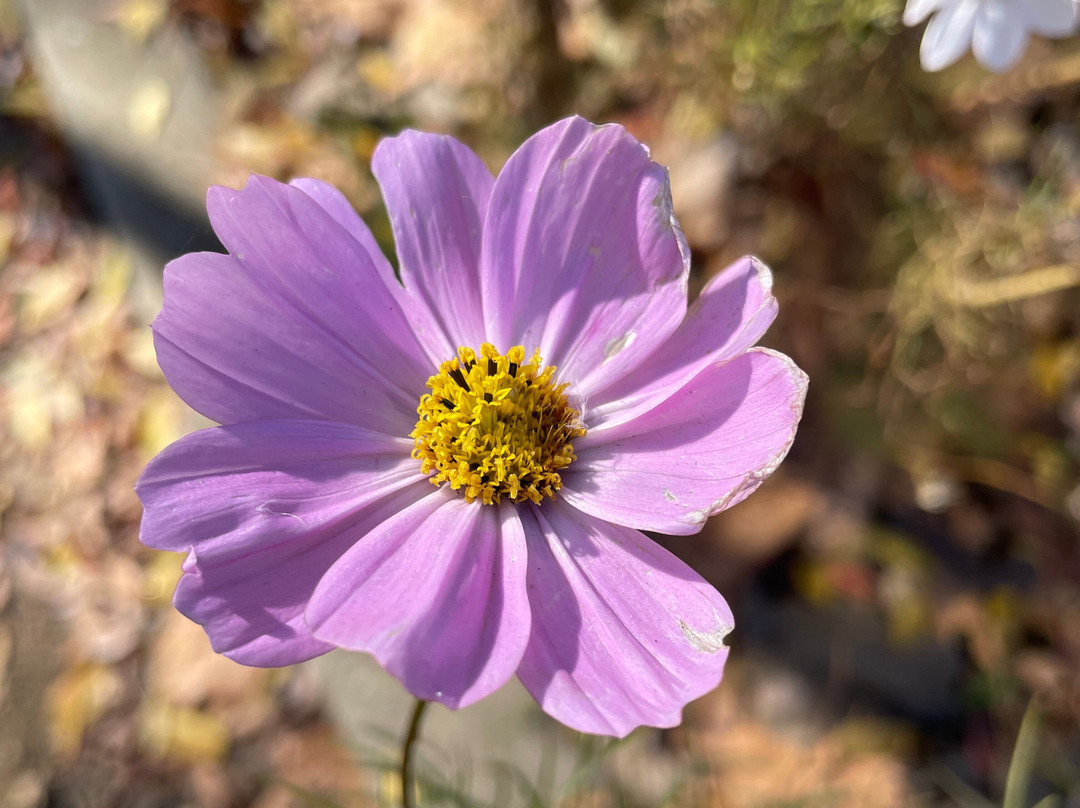 Centennial Park-Cooma必去景点