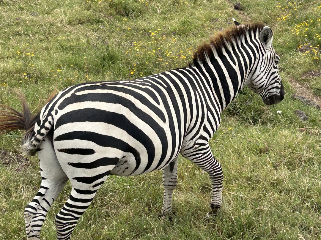 One-way Tours and Safaris-姆万扎必去景点