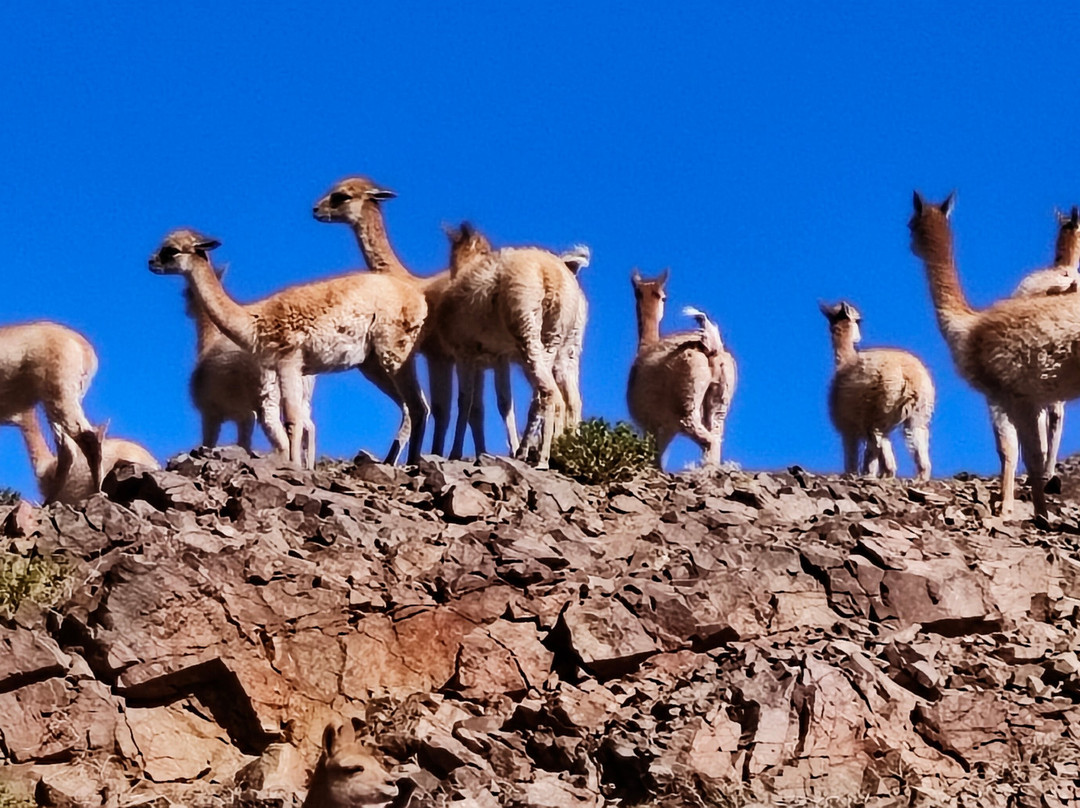 Salar De Antofalla景点图片