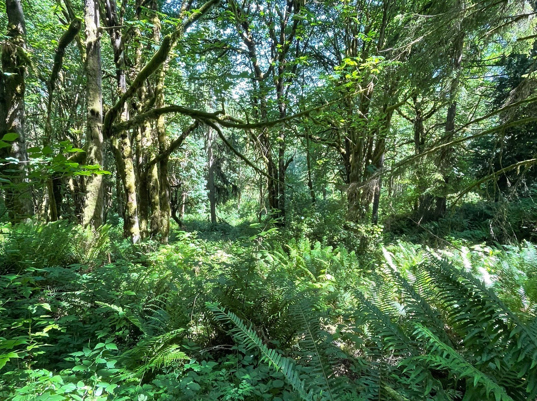 Evans Creek Preserve-雷德蒙德必去景点