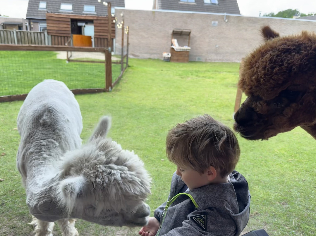 Alpaca Break景点图片