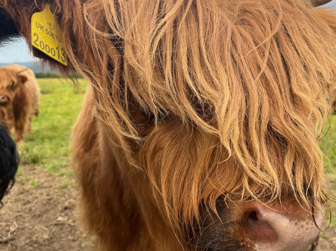 Invercannich Farm-Cannich必去景点