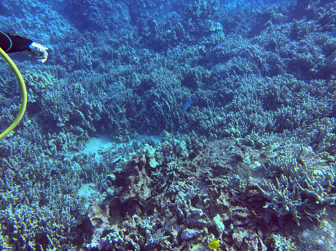 Liquid Cosmos Divers-卡威哈也必去景点