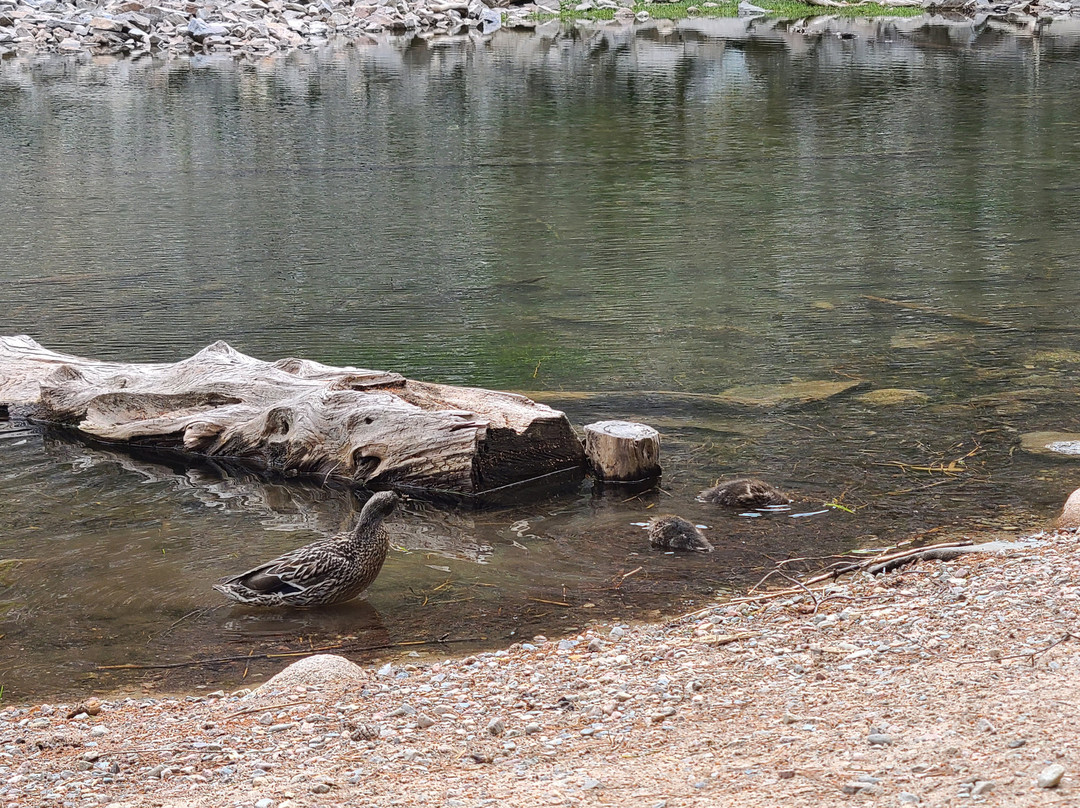 An Lochan Uaine-阿维莫尔必去景点