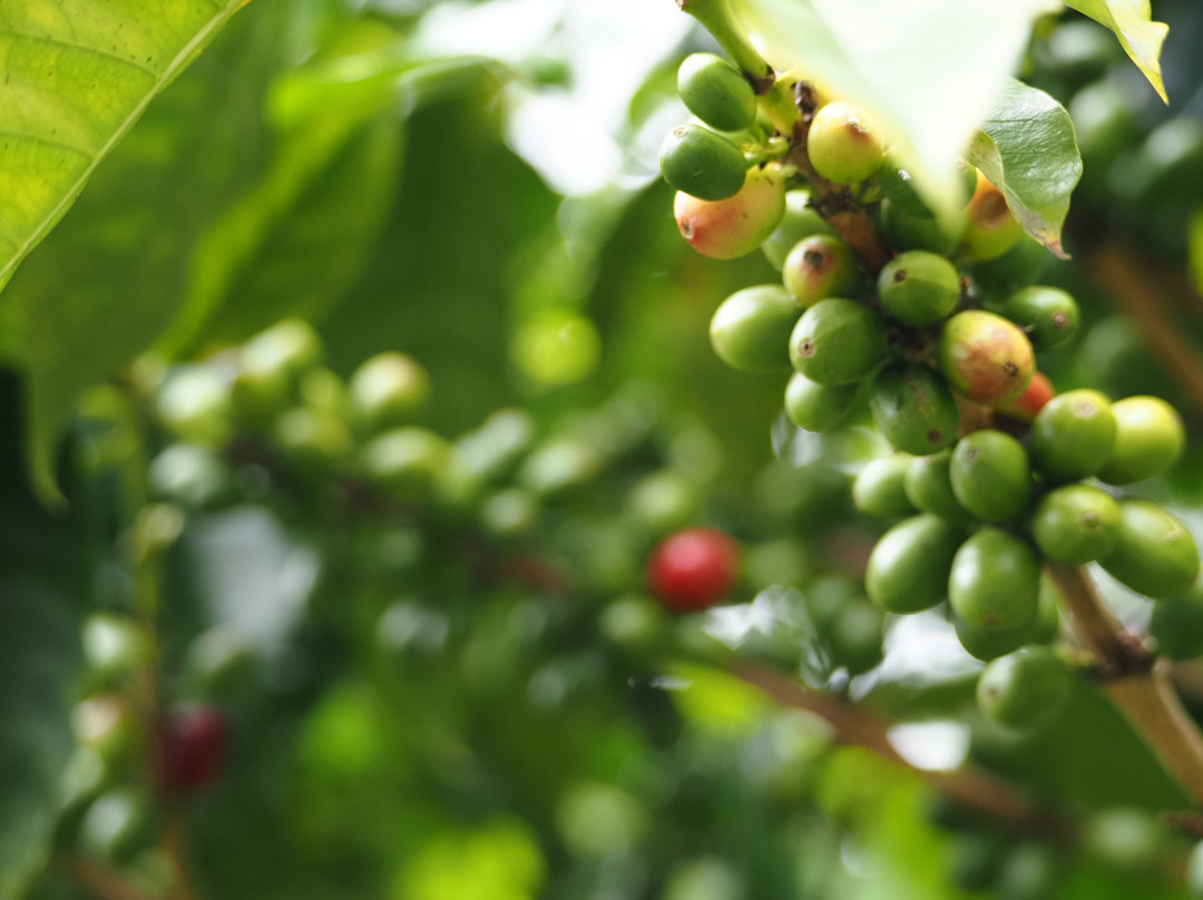 雷鸣山咖啡种植园-凯鲁瓦-柯纳必去景点