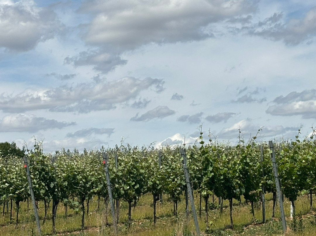 Burnt House Vineyard-斯托马基特必去景点
