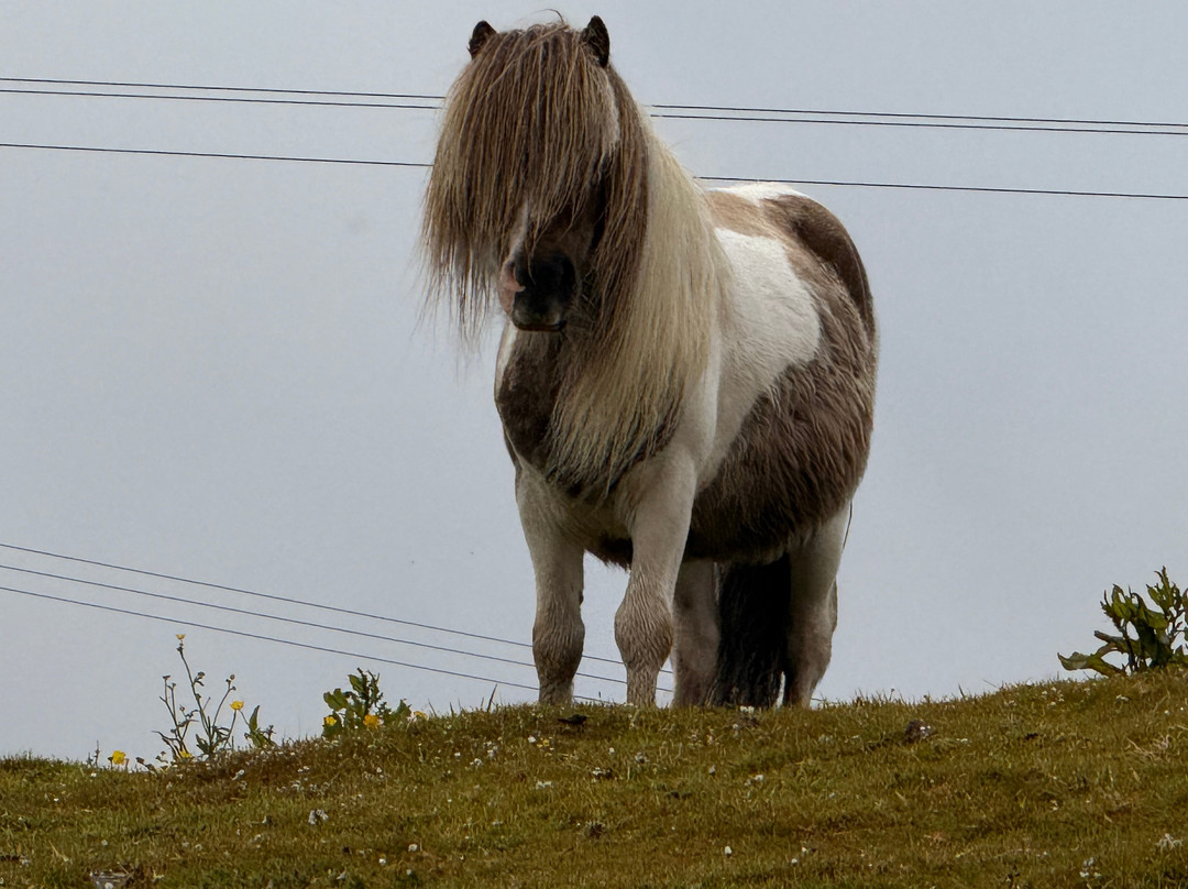 Shetland Footprints Guided Tours-Whiteness必去景点