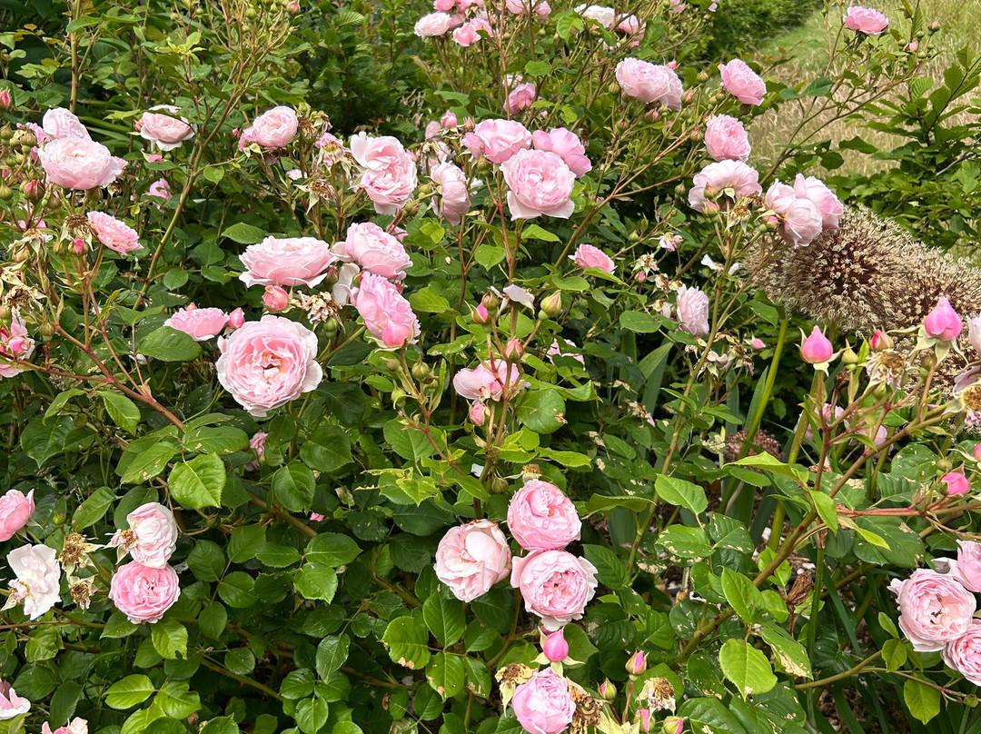 Somerleyton Hall Gardens-Somerleyton必去景点