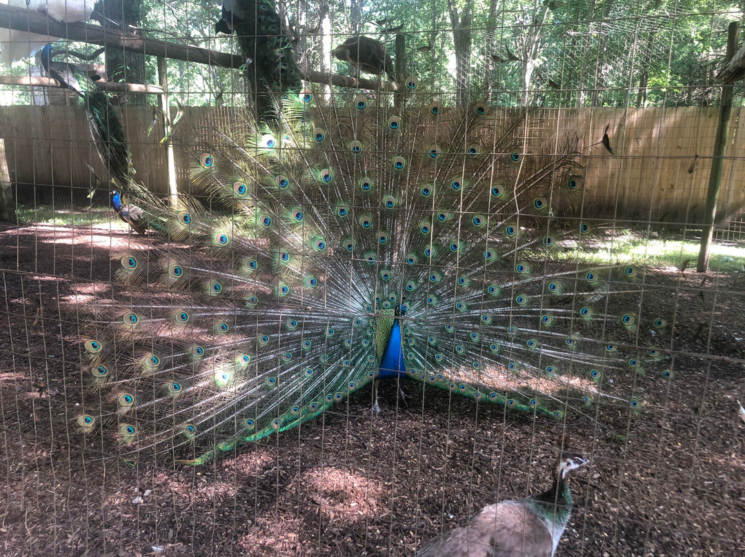 Wilderness Trails Zoo-伯奇伦必去景点