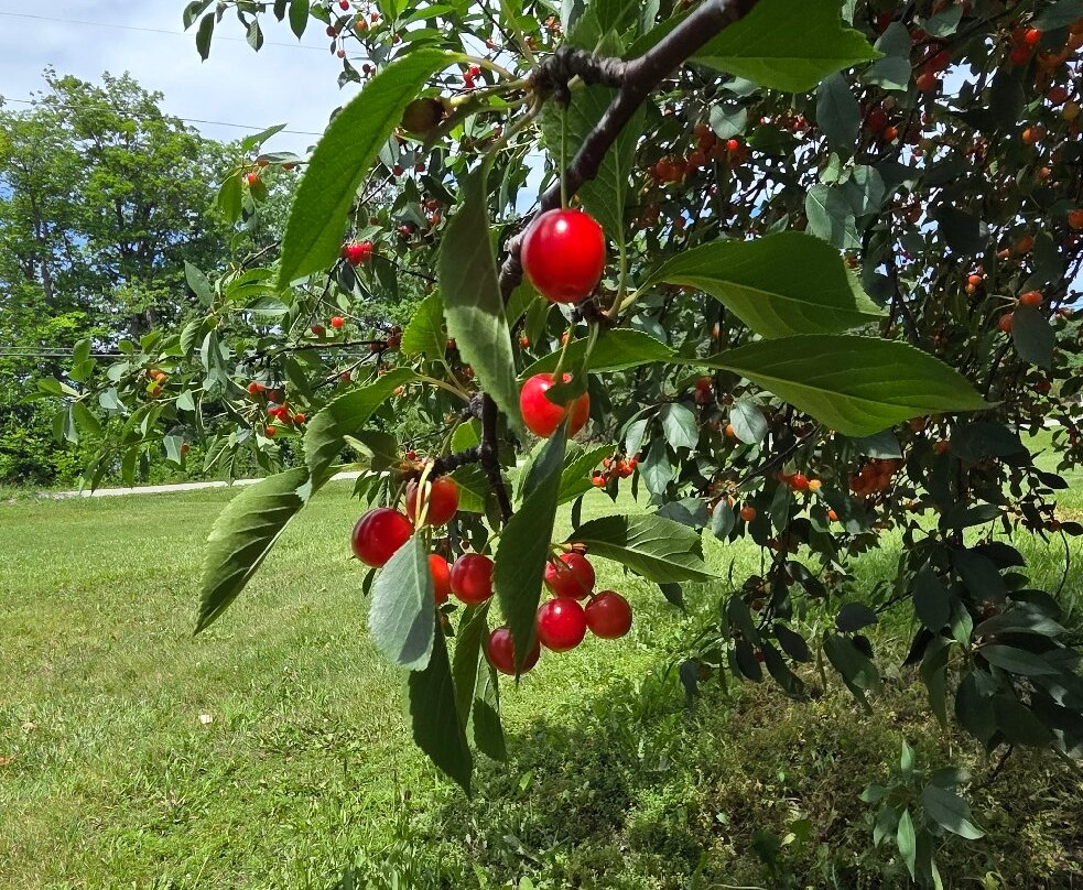 Seaquist Orchards Farm Market-锡斯特贝必去景点