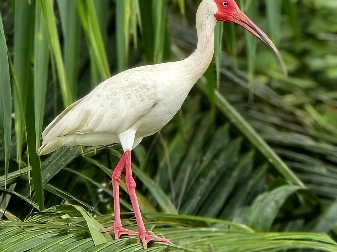La Perla del Sur Adventures-Sierpe必去景点