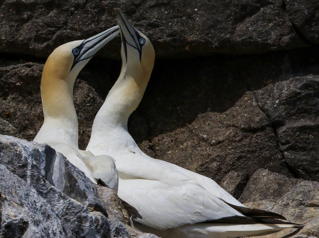 Scottish Seabird Centre-北柏威克必去景点