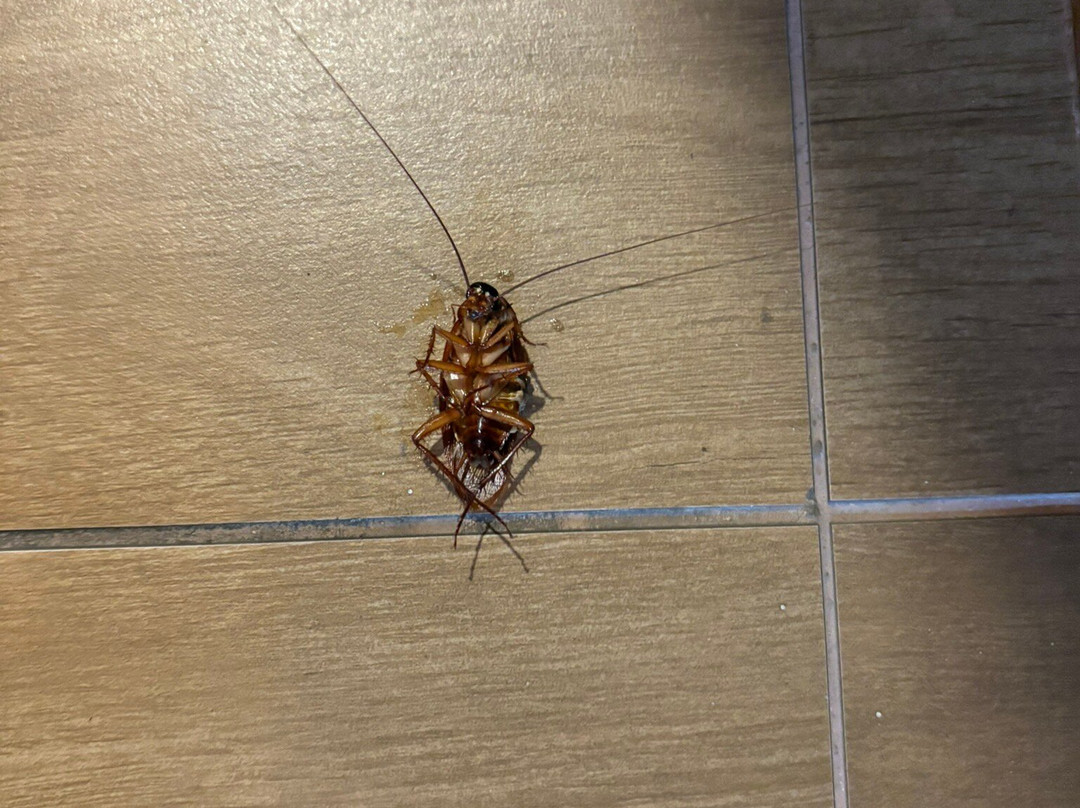 迪克森雷克斯港酒店主图