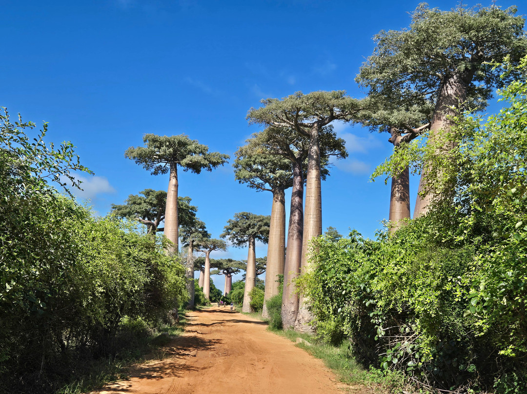 Helinirina Raharomanana Tours Guide-安塔那那利佛必去景点