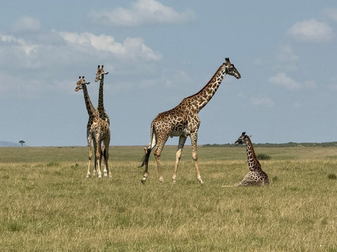 AMA Safaris-内罗毕必去景点