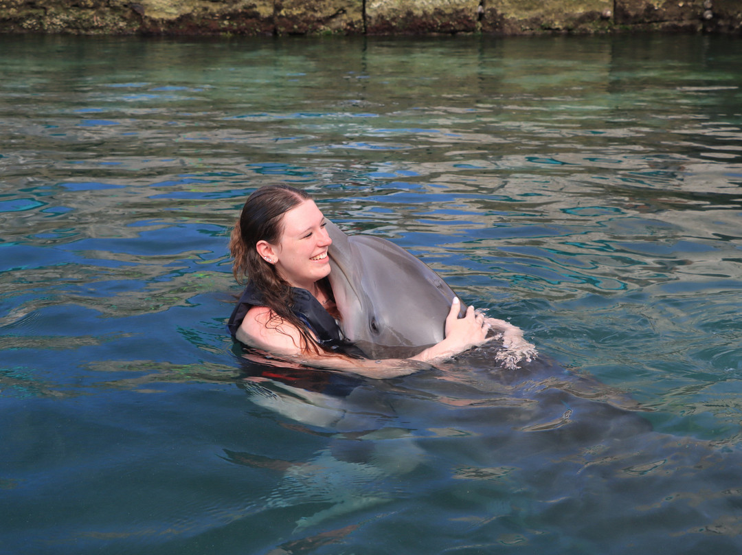 Dolphin Quest-Sandys Parish必去景点