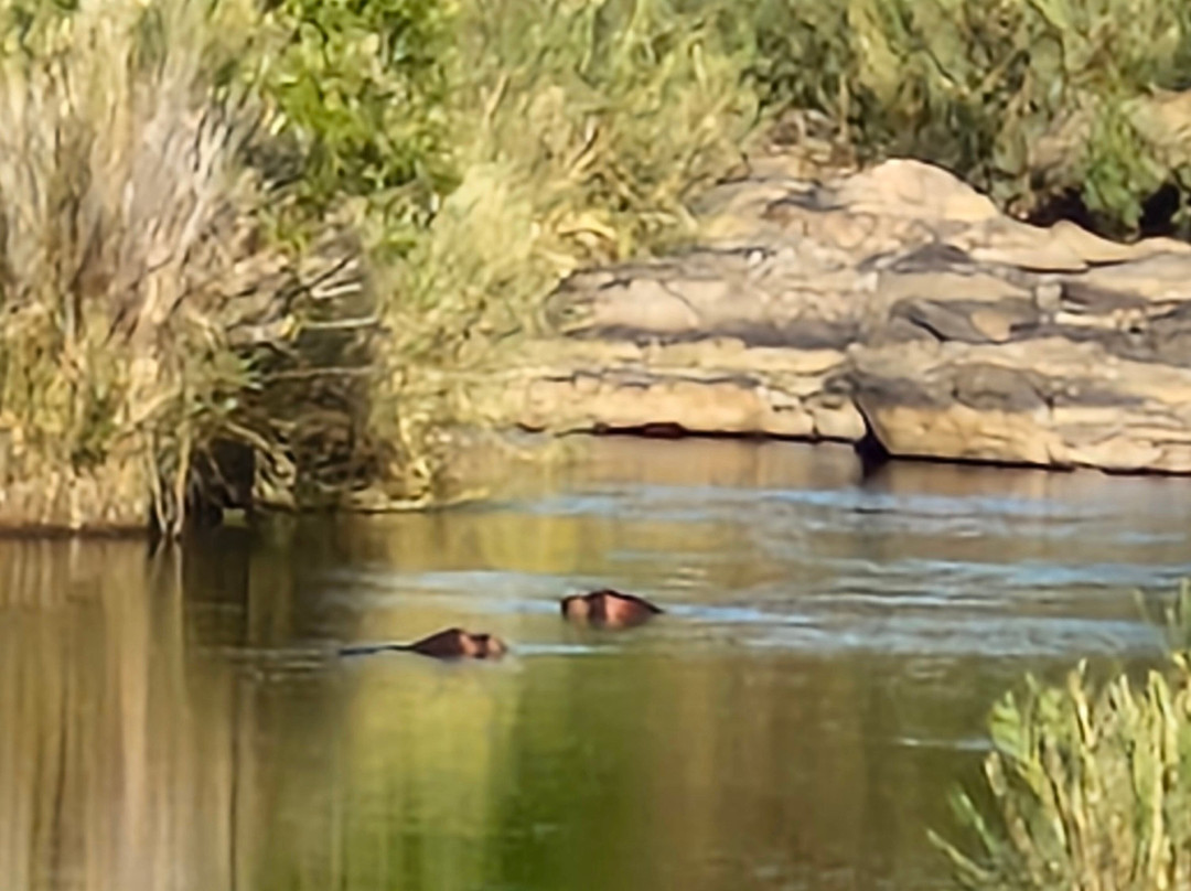 On Safari Africa - Kruger National Park-马里兰必去景点