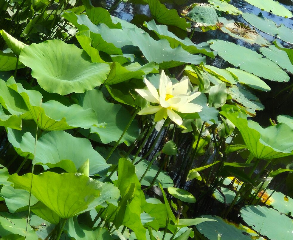 Downtown Cary Park-卡瑞必去景点