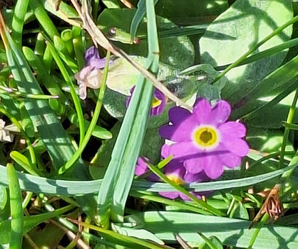 Papay Peedie Tour-Papa Westray必去景点