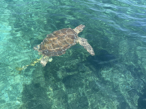 HHH Charters & Watersports-拿骚必去景点