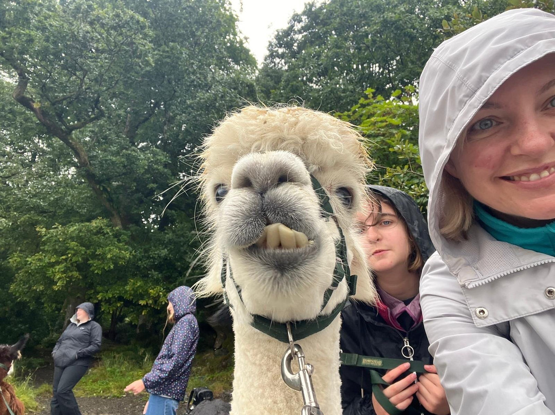 Alpacaly Ever After-Portinscale必去景点