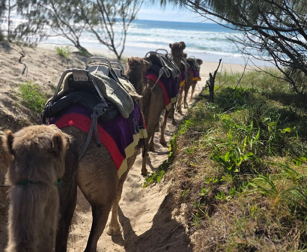 Camelot Camels & Noosa Camel Rides-Noosa North Shore必去景点