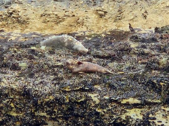 St Ives Boat Services-圣艾维斯必去景点