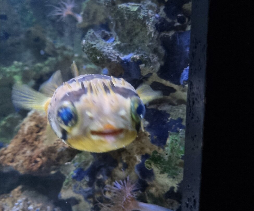 Aquarium de Vendée-Talmont Saint Hilaire必去景点