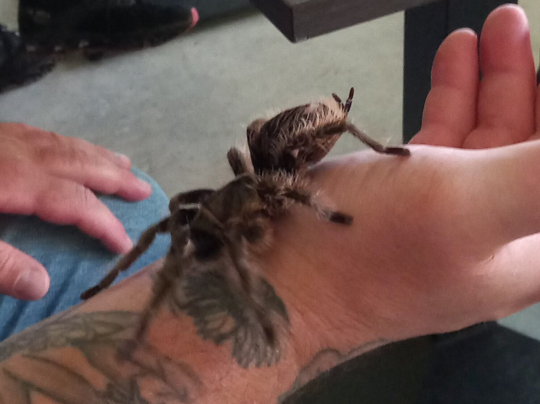 Dyrenes Verden Filskov Mini Zoo i Billund-格林斯泰兹必去景点