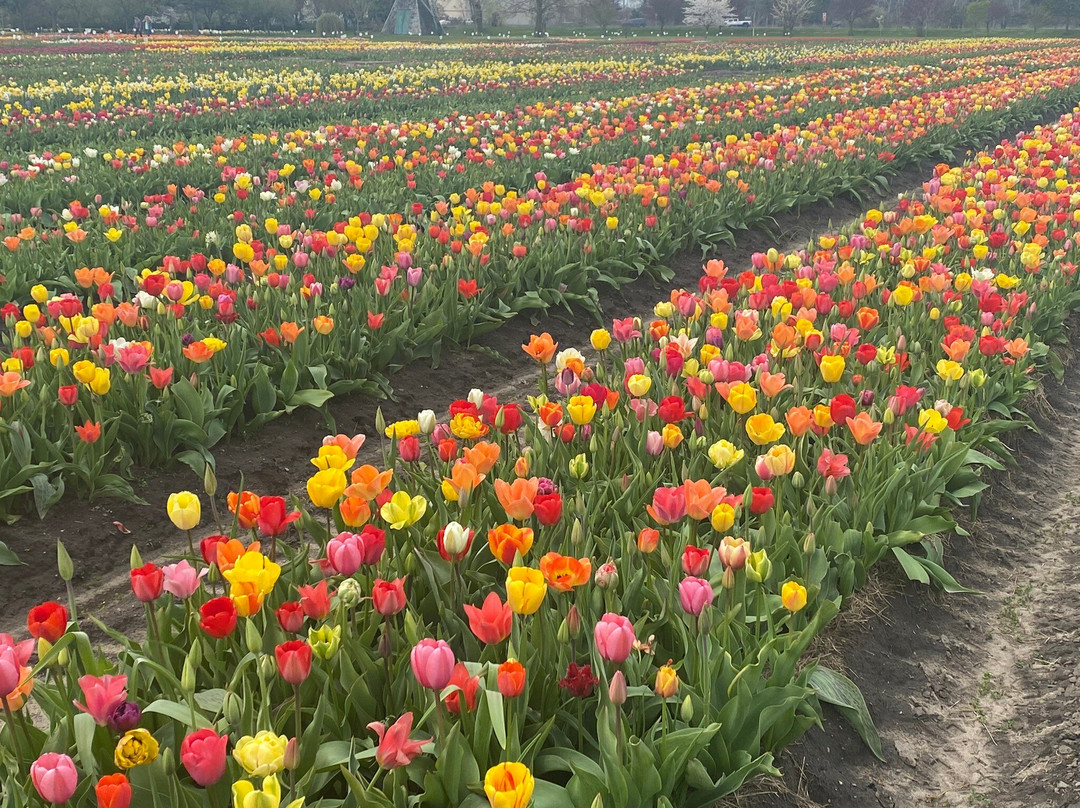 Veldheer Tulip Gardens-荷兰村必去景点