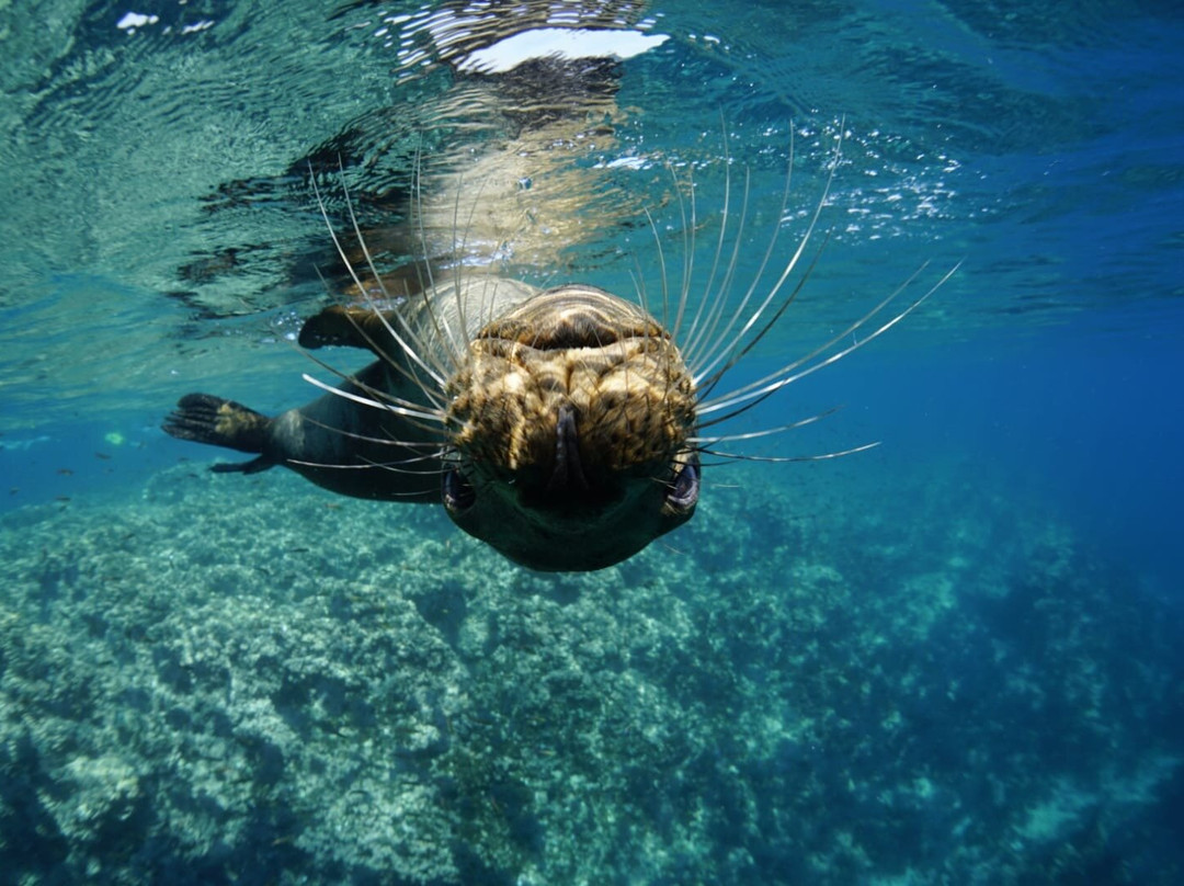 Baja Underwater Expeditions-La Ventana必去景点