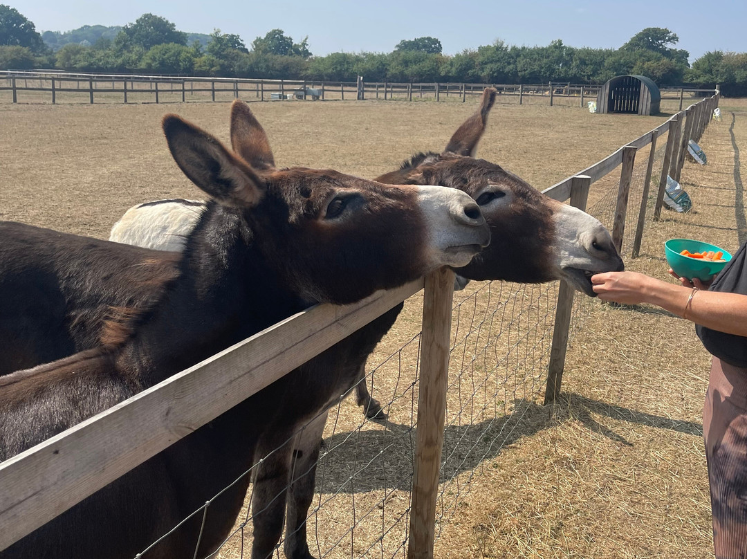 Lane House Alpaca Farm-切本哈姆必去景点