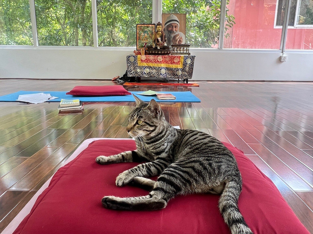 Osho Divine Zone-加德满都必去景点