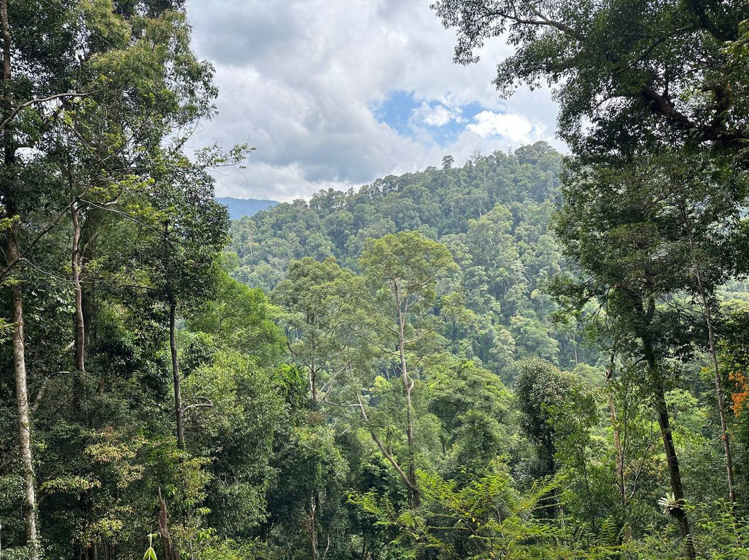 Sumatra Orangutan Tours-武吉拉旺必去景点