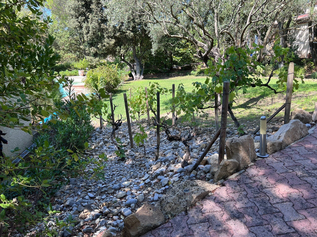 Les Santolines En Provence主图