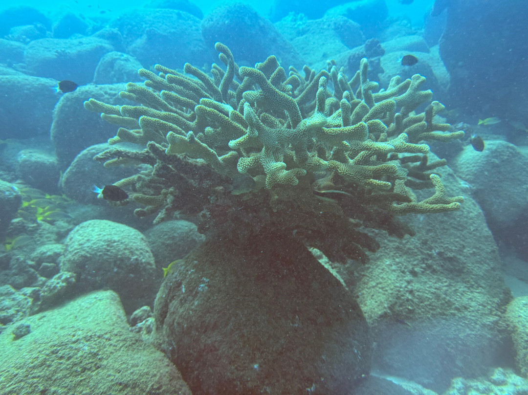 Kauai Scuba Adventures-阿那荷拉必去景点