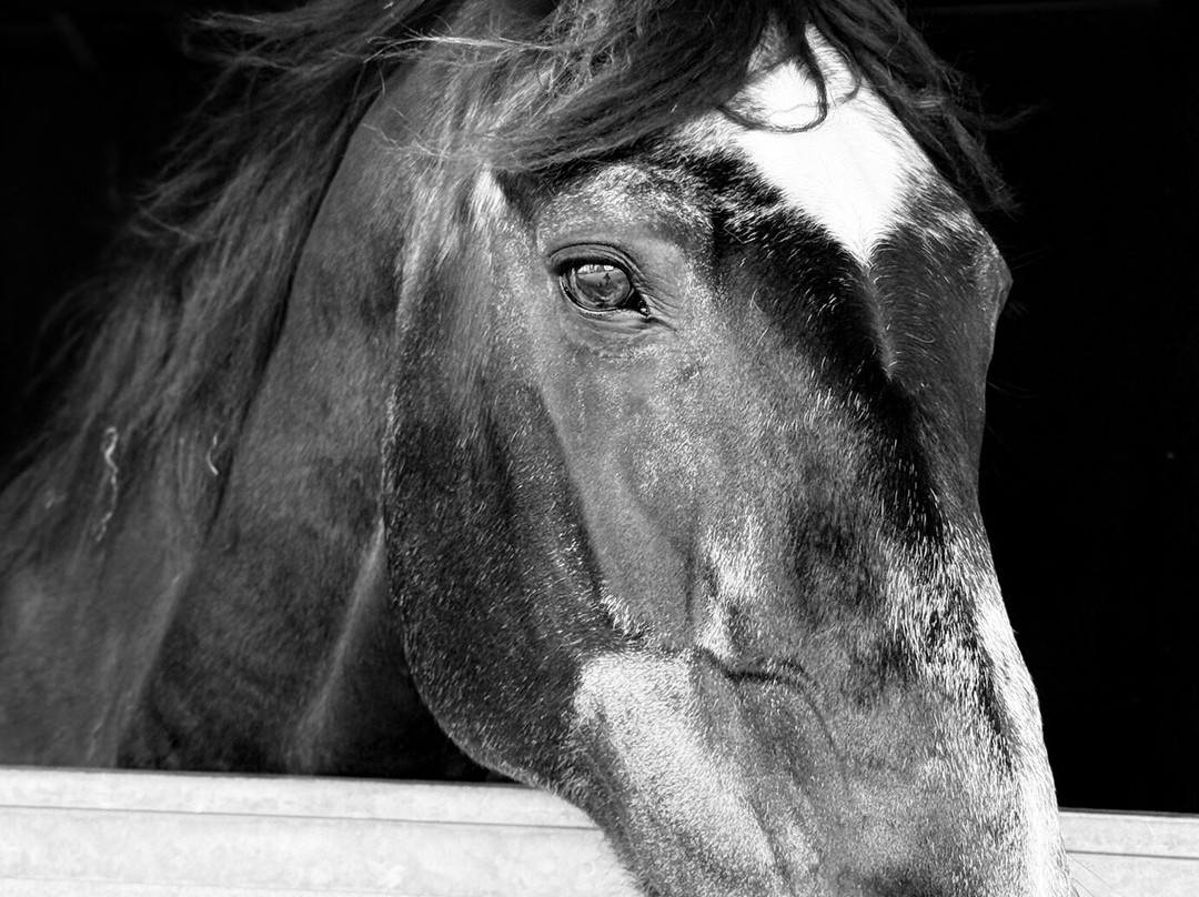 The Horse Trust-里斯伯勒王子城必去景点