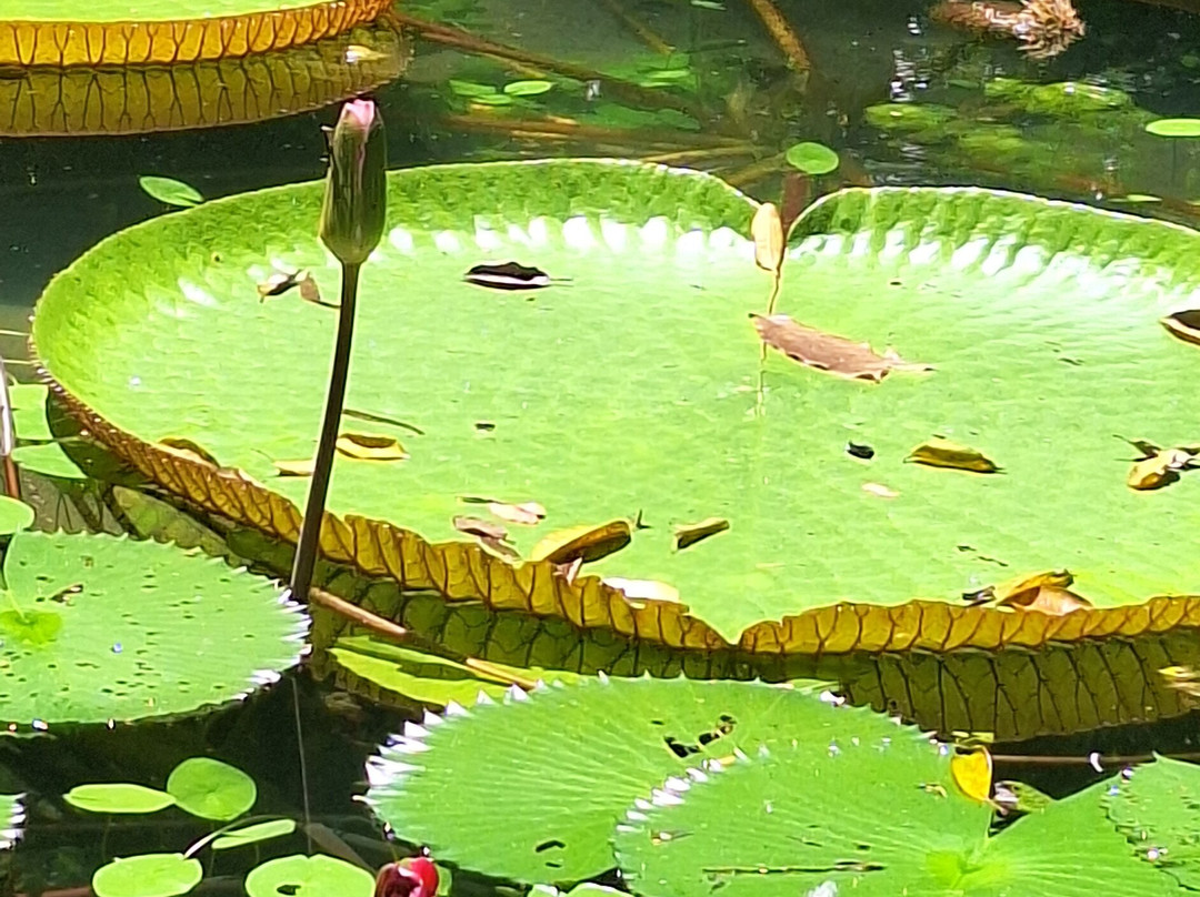 Museu Paraense Emílio Goeldi-贝伦必去景点