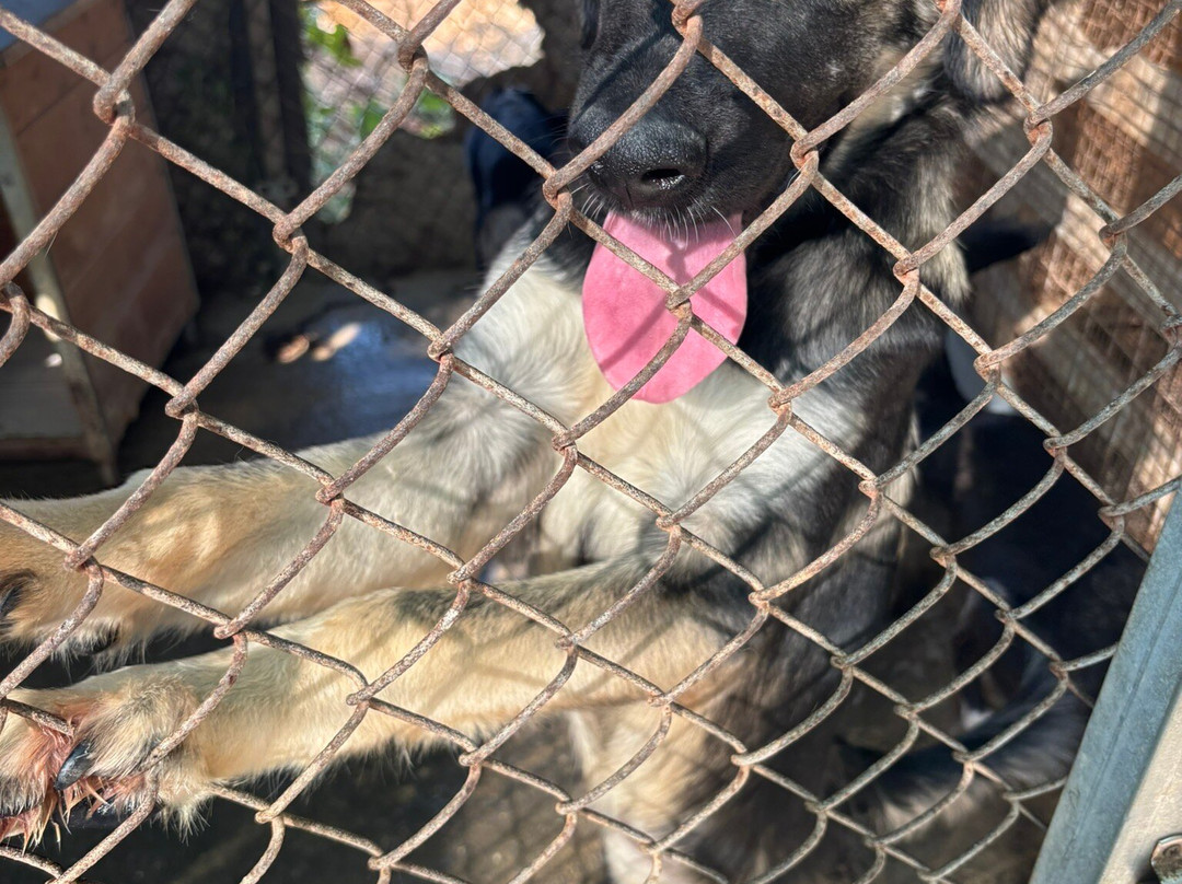 Gouves Animal Shelter-古韦斯必去景点
