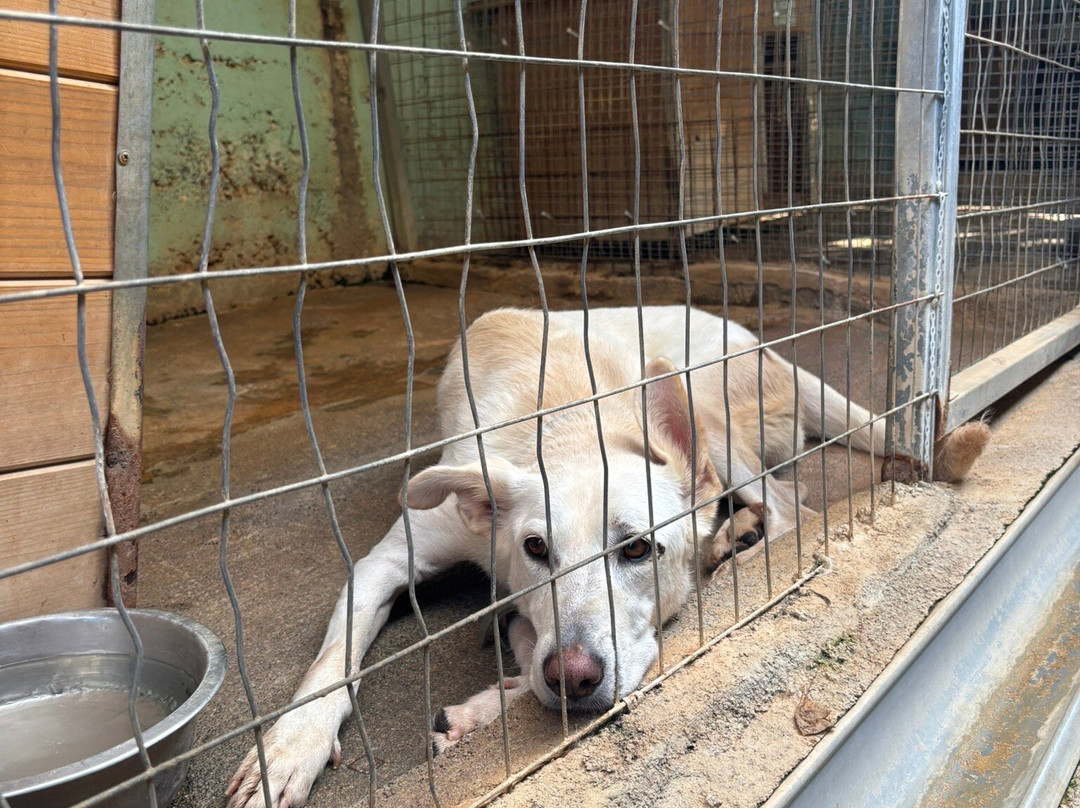 Gouves Animal Shelter-古韦斯必去景点