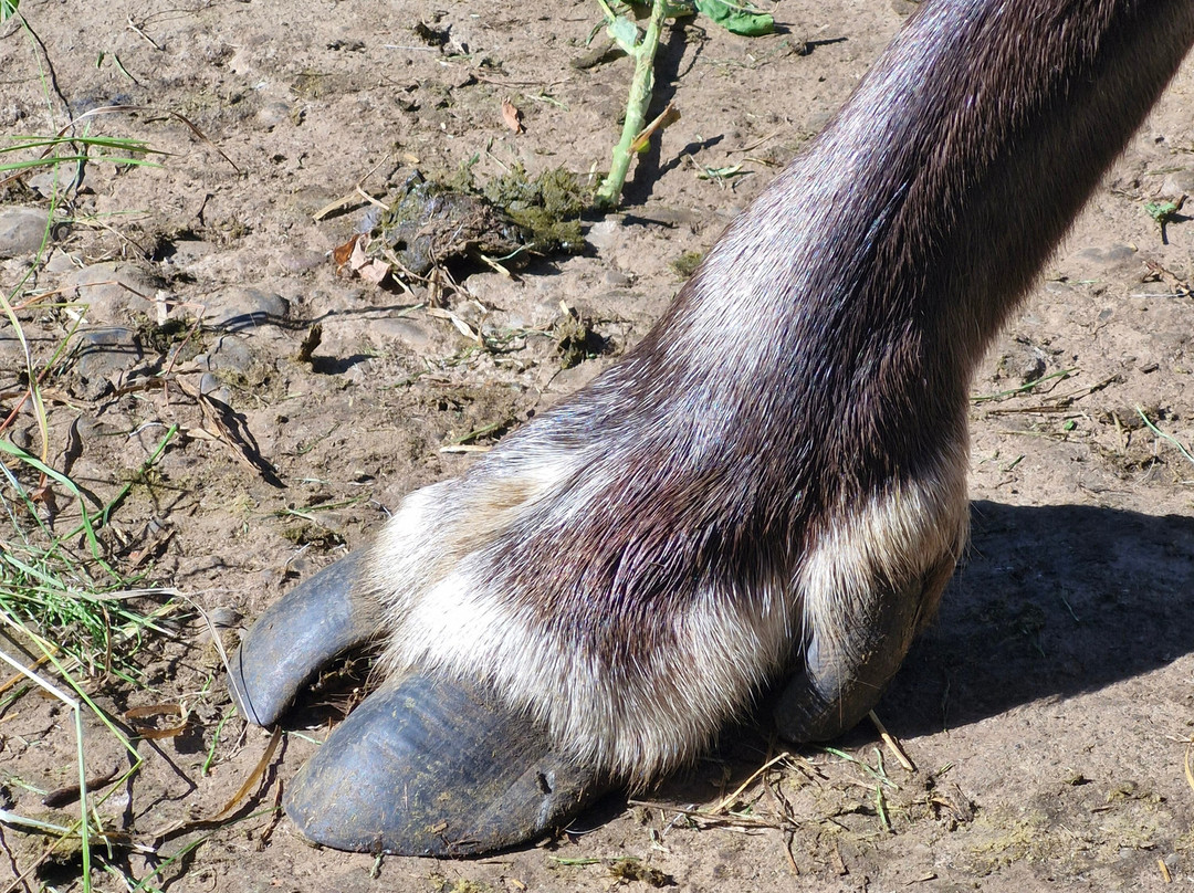 Reindeer Park / Hreindýragarðurinn-Fellabaer必去景点