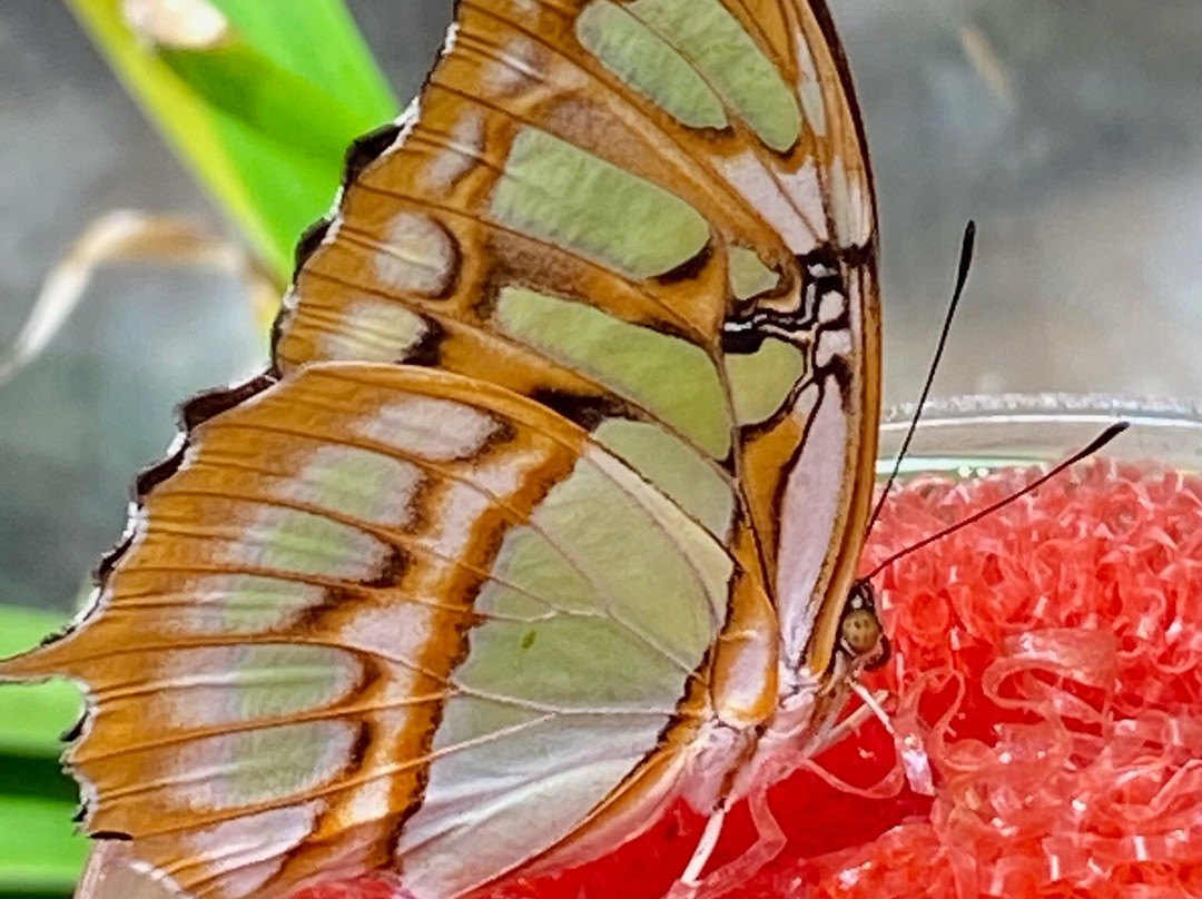 北卡罗来纳自然科学博物馆-罗利必去景点