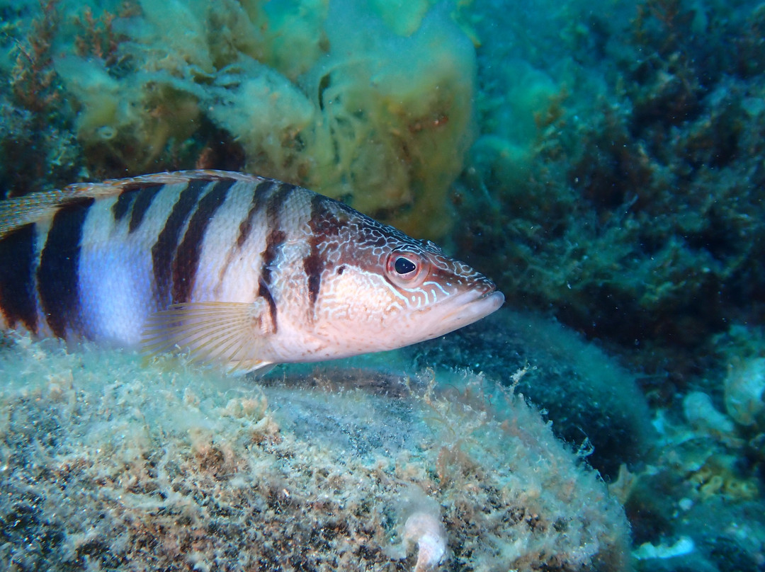 Trogir Diving Center - Day Dive-欧克鲁格勾基必去景点