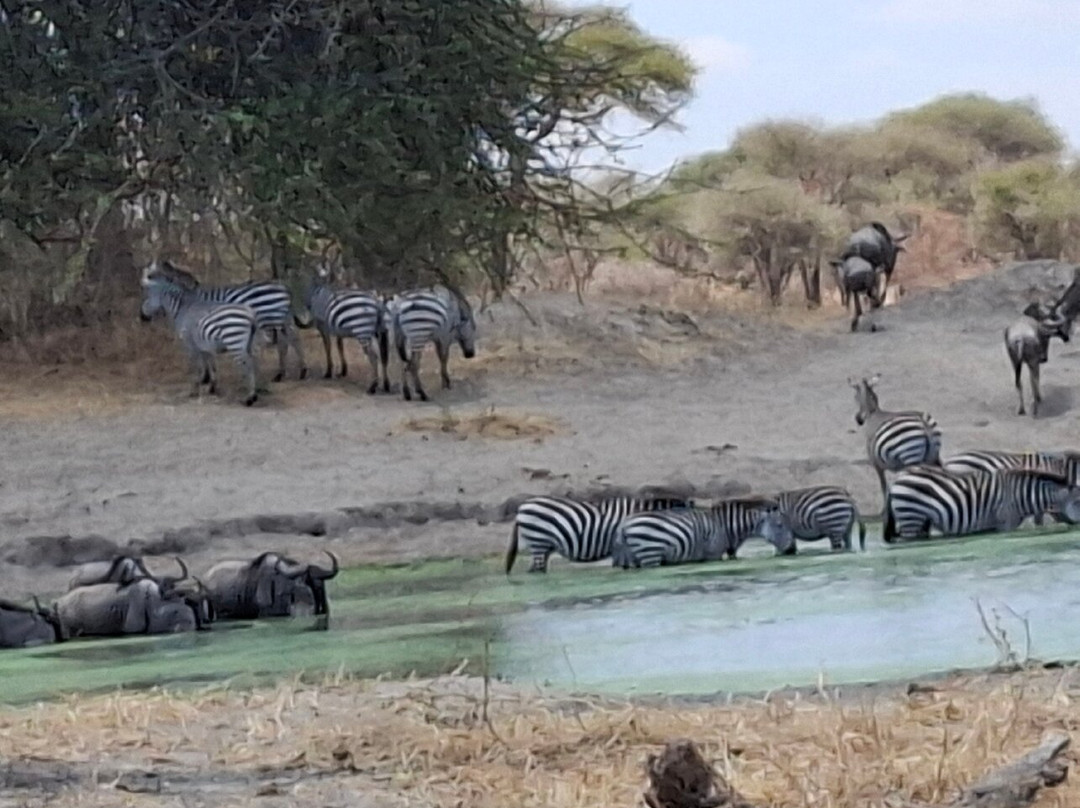 Golden Dream Safaris-阿鲁沙必去景点