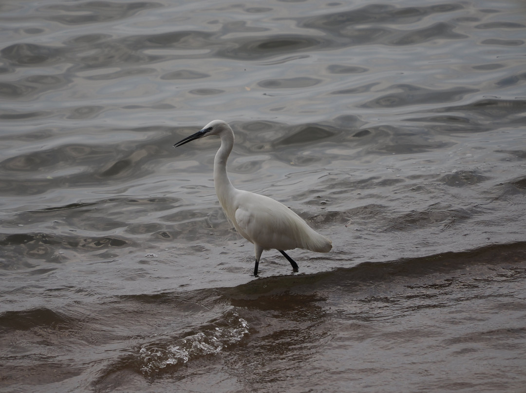 Entebbe Botanical Gardens-恩德培必去景点