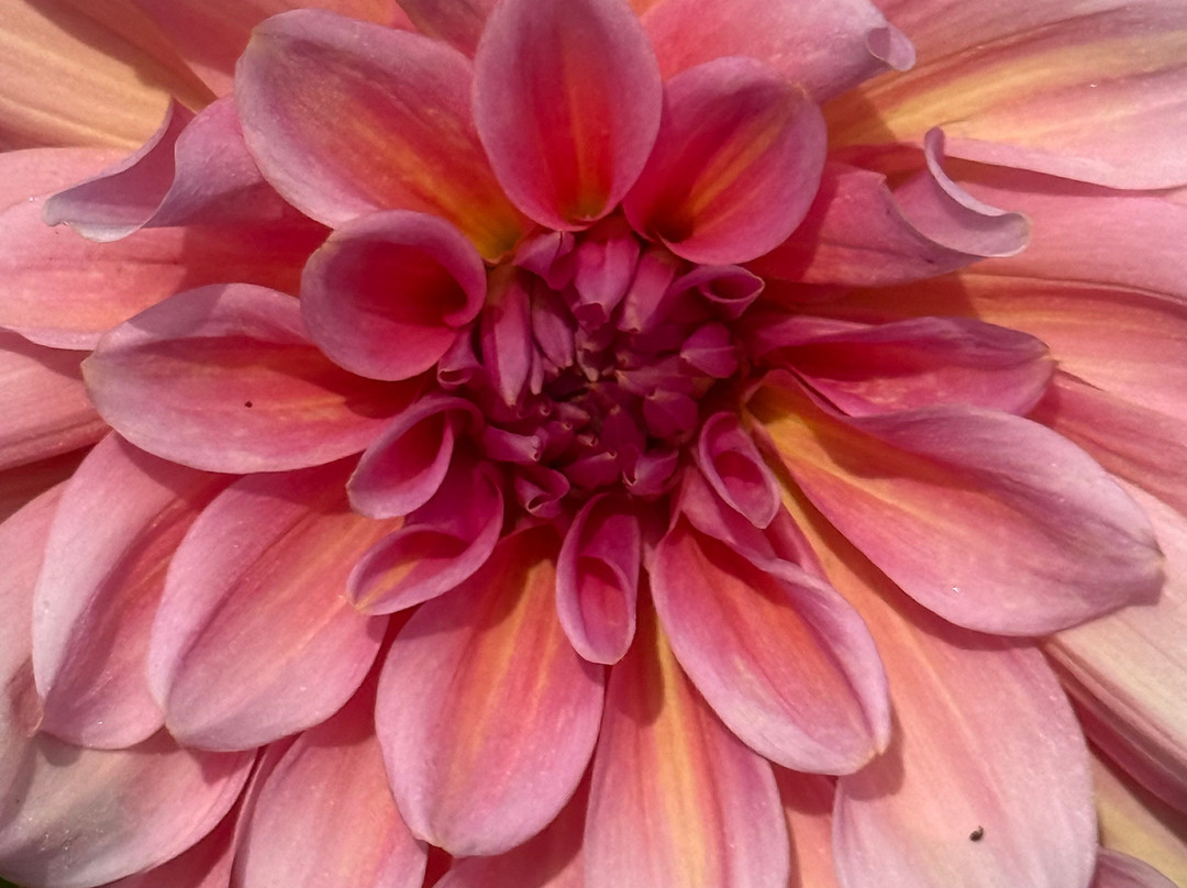 Hinton Ampner House and Garden-Hinton Ampner必去景点