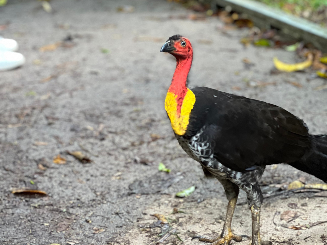 Tony's Tropical Tours-道格拉斯港必去景点