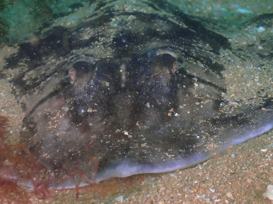 Divespot Portugal-阿玛考德佩拉必去景点