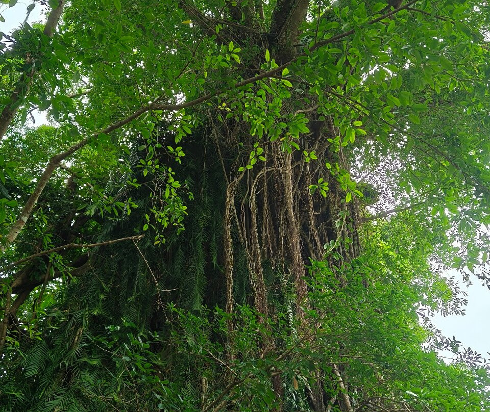 Millennium Tree (Balete tree)-Maria Aurora必去景点