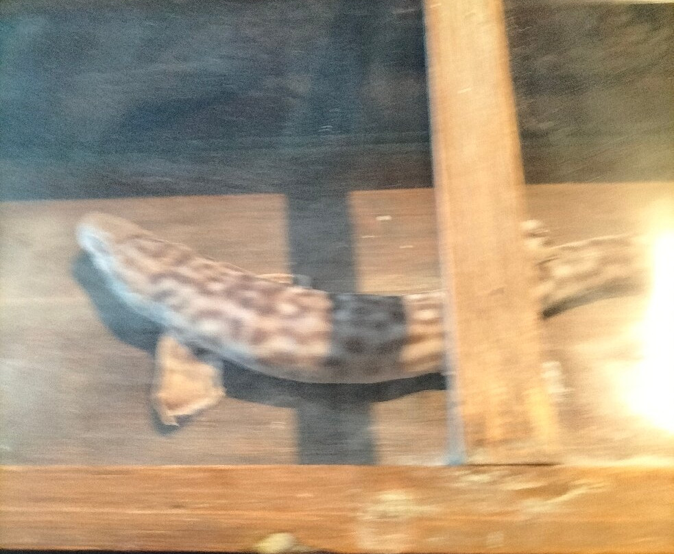 Aquarium Mondo Marino-马萨马里蒂马必去景点